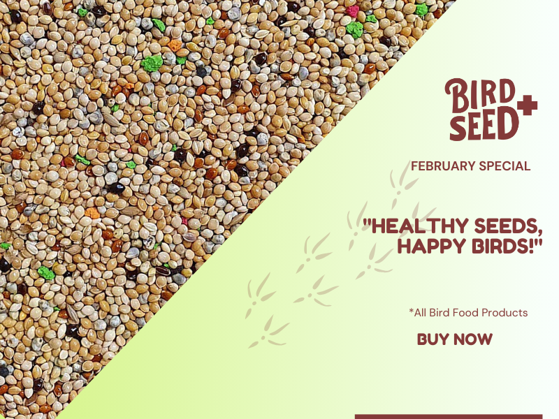 All_Bird_Food_800_x_600_px