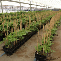 Bamboo Pole/Plant Support Stake Stick Garden Stake