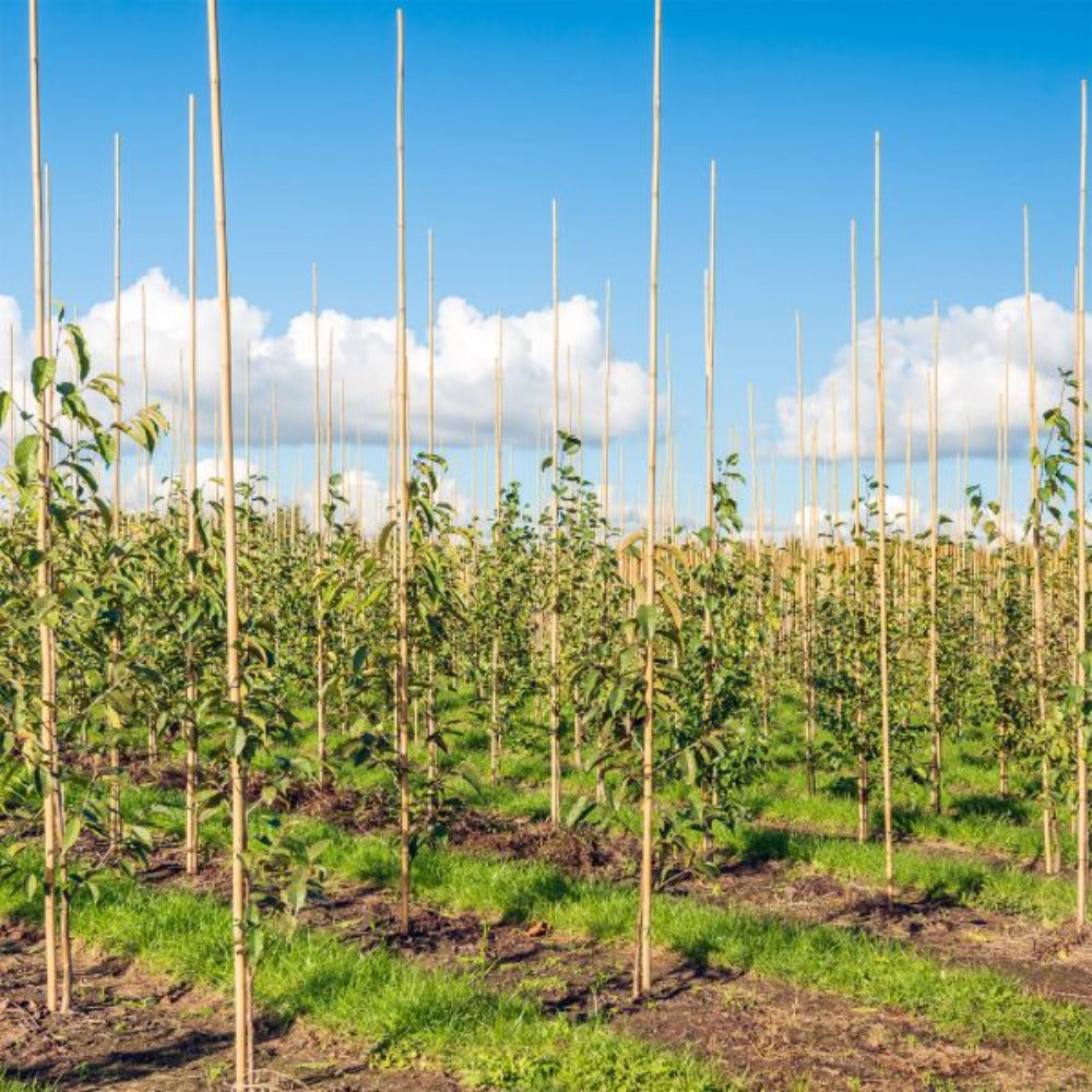 Bamboo Pole/Plant Support Stake Stick Garden Stake