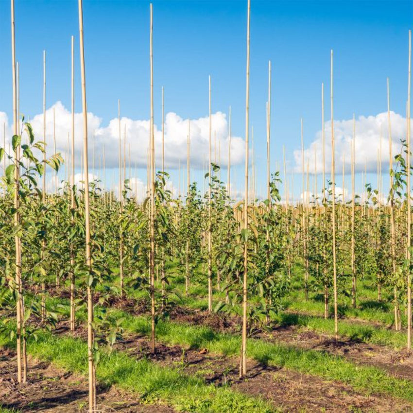 Bamboo Pole/Plant Support Stake Stick Garden Stake